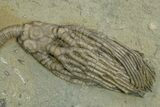 Fossil Crinoid (Cyathocrinites) - Crawfordsville, Indiana #310209-2